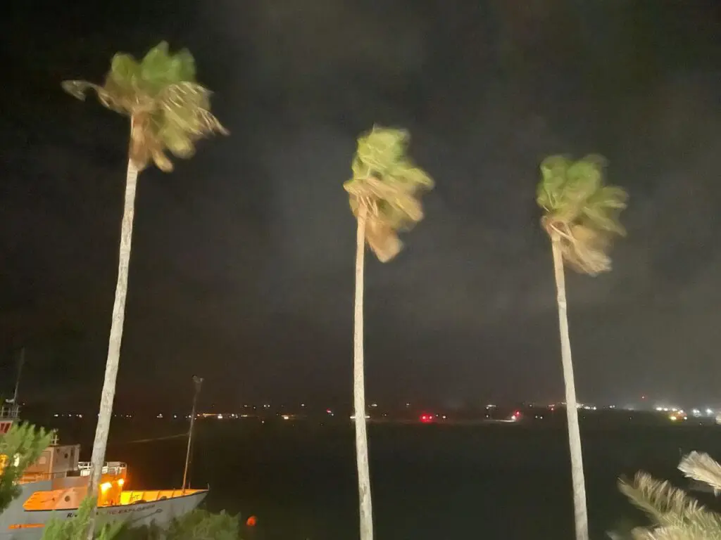 Three palm trees blowing in the wind at night.