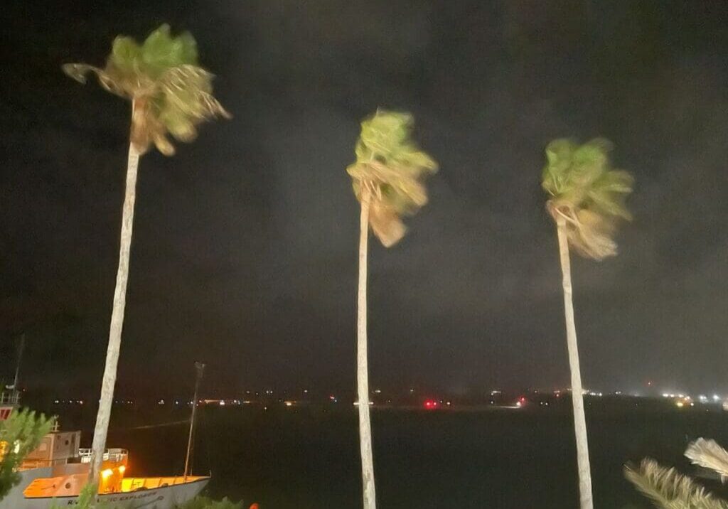 Three palm trees blowing in the wind at night.