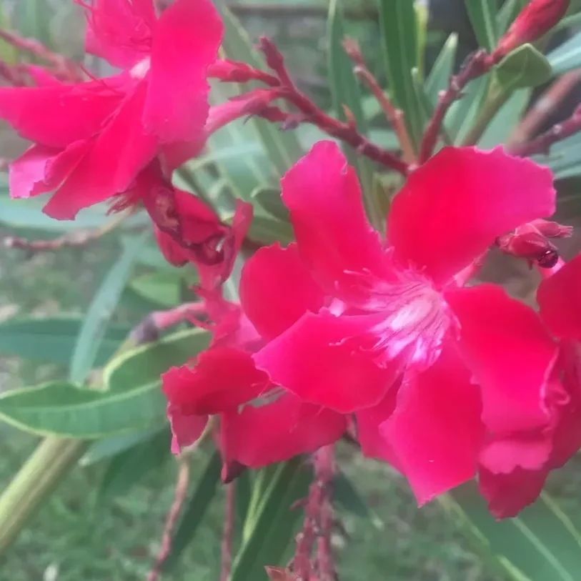 Bright pink Nerium oleander flowers.